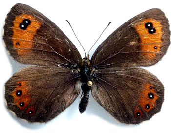 Erebia montana 