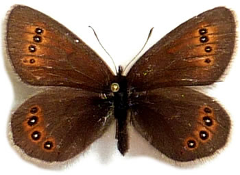 Erebia orientalis