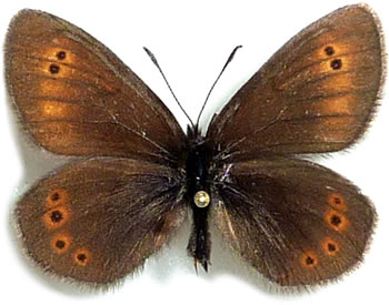 Erebia orientalis