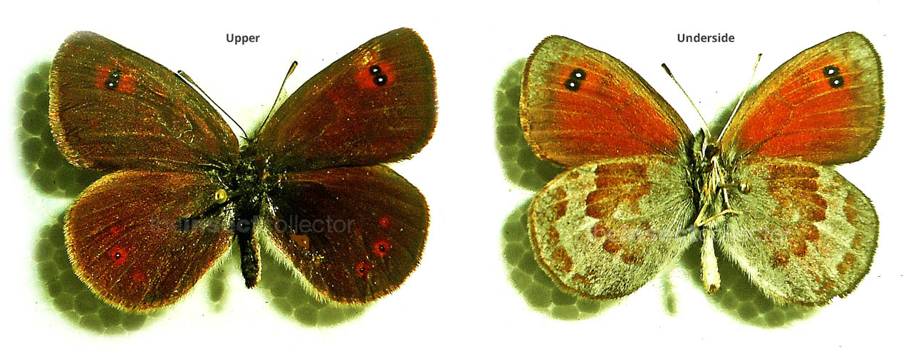 Erebia ottomana