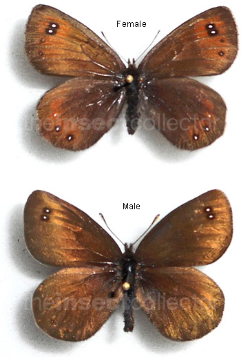 Erebia pluto