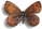 Erebia pluto