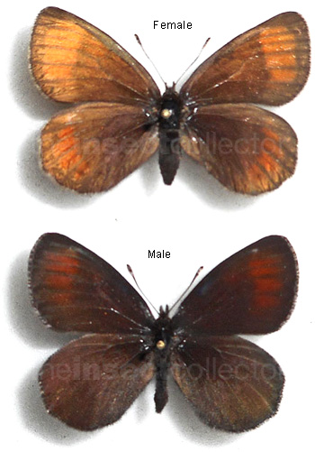 Erebia pluto