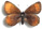 Erebia pluto