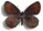 Erebia pluto