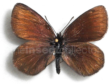 Erebia pluto