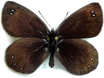 Erebia pluto 