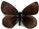 Erebia pluto 