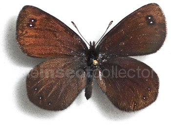 Erebia pluto 