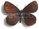 Erebia pluto 