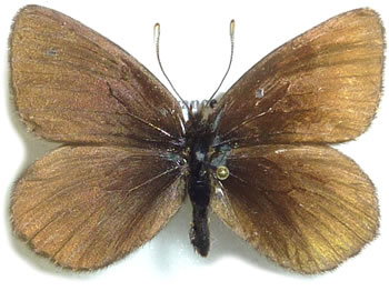 Erebia pluto