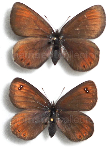 Erebia pluto