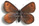 Erebia pluto