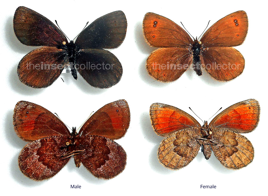 Erebia (pronoe)