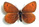 Erebia (pronoe)