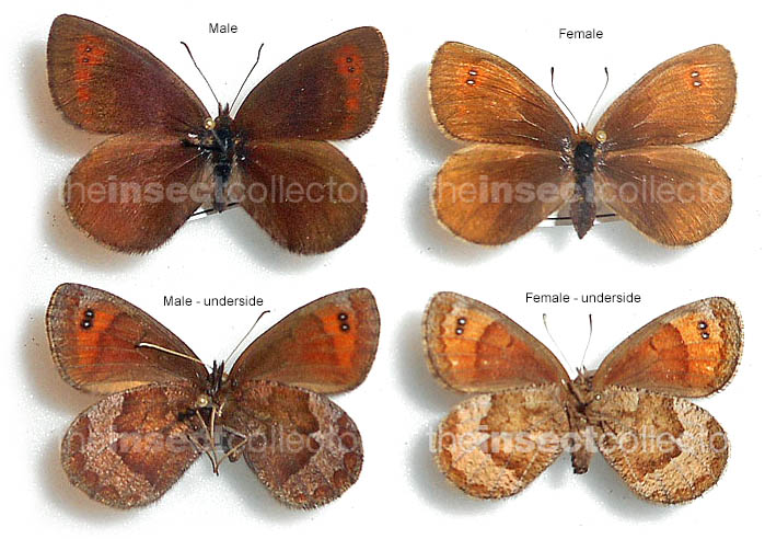 Erebia psathura