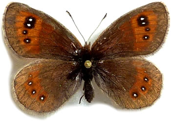 Erebia rhodopensis