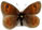 Erebia rhodopensis