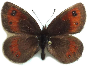 Erebia rhodopensis