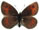 Erebia rhodopensis