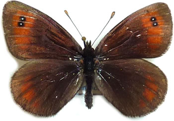 Erebia scipio