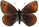 Erebia scipio