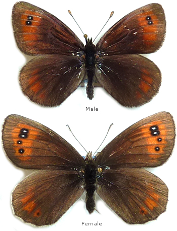 Erebia scipio