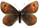 Erebia scipio