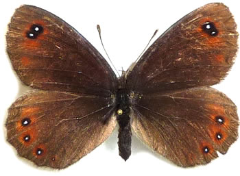 Erebia stirius 