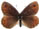 Erebia stirius 