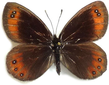 Erebia stirius 