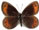 Erebia stirius 