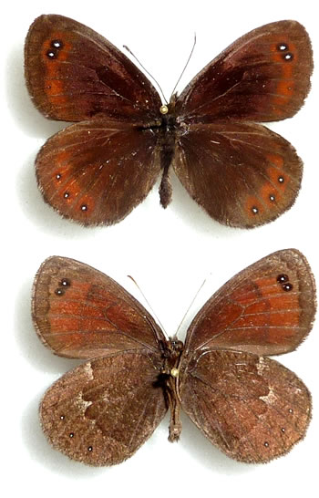 Erebia styx