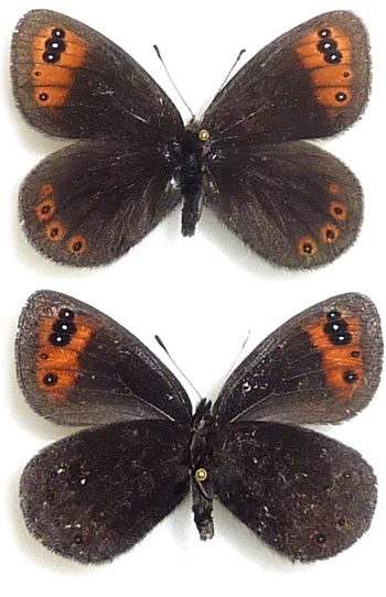 Erebia triaria