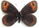 Erebia triaria