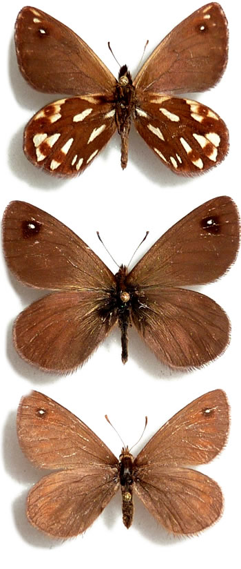 Erebiola butleri 