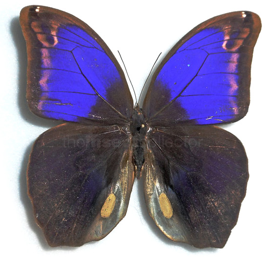 Eryphanes bubocula