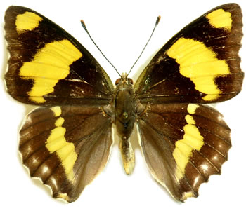 Euapatura mirza