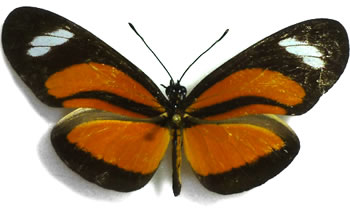 Eueides lybia 