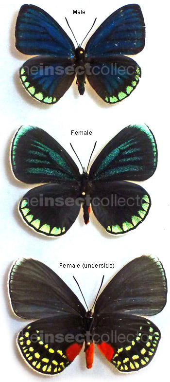 Eumaeus godartii