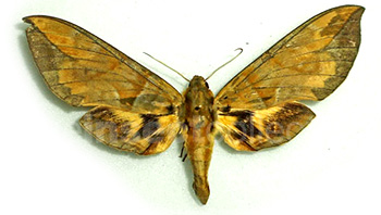 Eumorpha phorbas