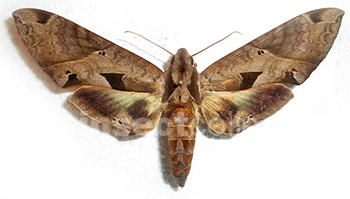 Eumorpha satelita