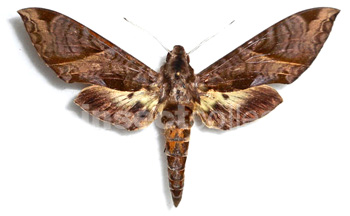 Eumorpha triangulum