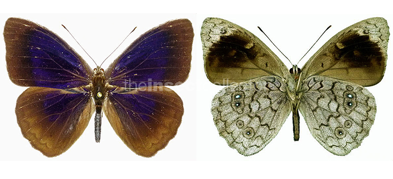 Eunica clytia