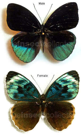 Eunica chlororhoa