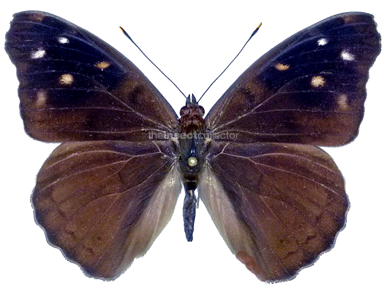 Eunica mygdonia