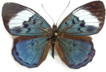 Eunica sophonisba  