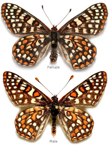 Euphydryas chalcedona 