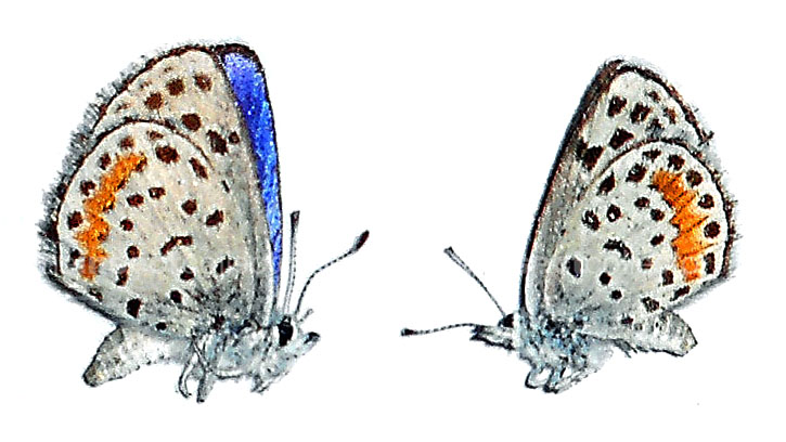 Euphilotes rita 