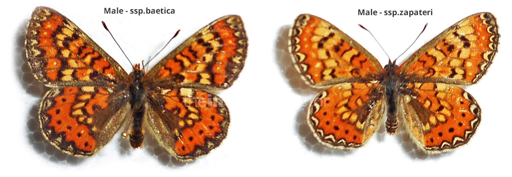 Euphydryas desfontainii